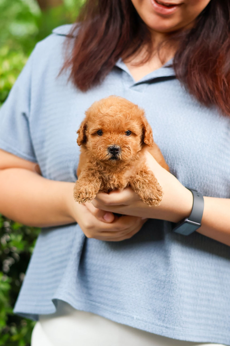 Thumbnail: Toy Poodle "Lizzie"