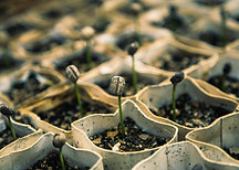 Seedlings