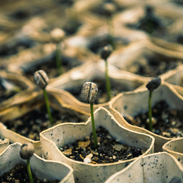 Seedlings
