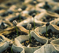 Les jeunes plants