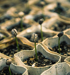 Seedlings