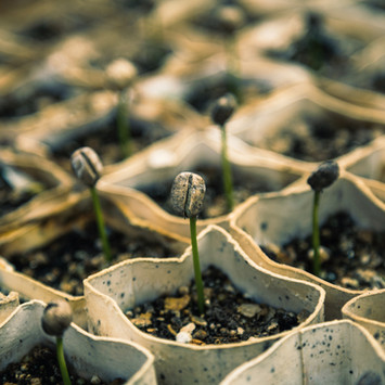 Seedlings