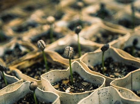 Seedlings