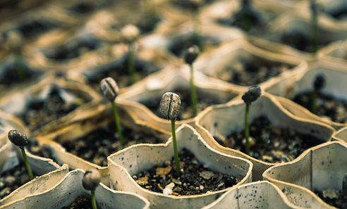 Seedlings