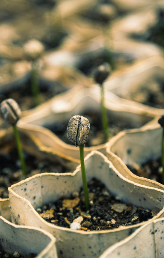 Seedlings