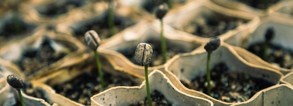 Seedlings
