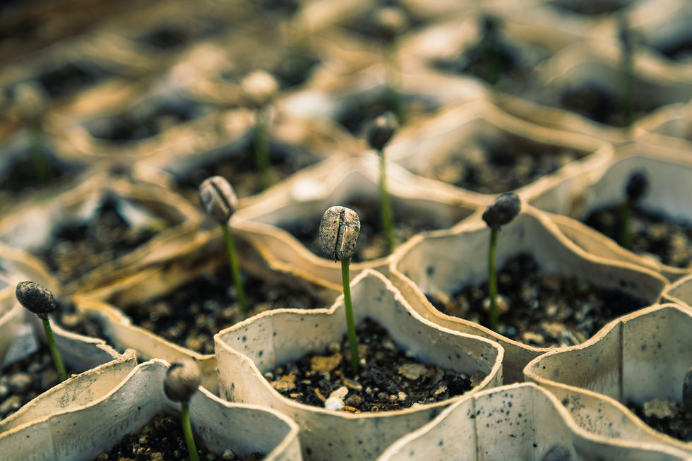 Sprouting Seedlings Close-Up