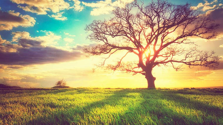 Nature