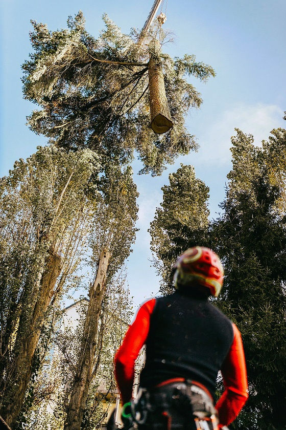 Baumfällung Saarland Spezialfällung