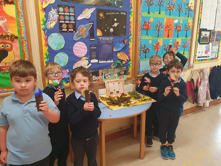 🍂 Ag an mBord Dúlra i Rang Ms. Gallagher! 🐦