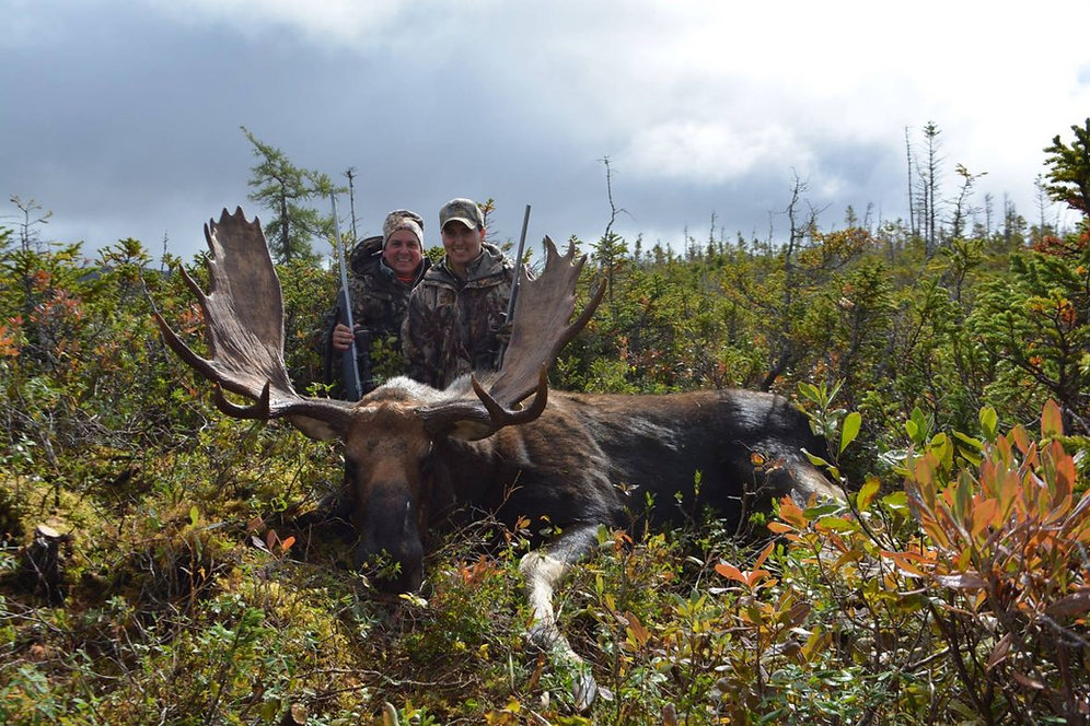 Newfoundland Moose Hunt remodel Newfoundland Moose Hunt remodel