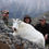 Thumbnail: British Columbia Mountain Goat Hunt - $14,400