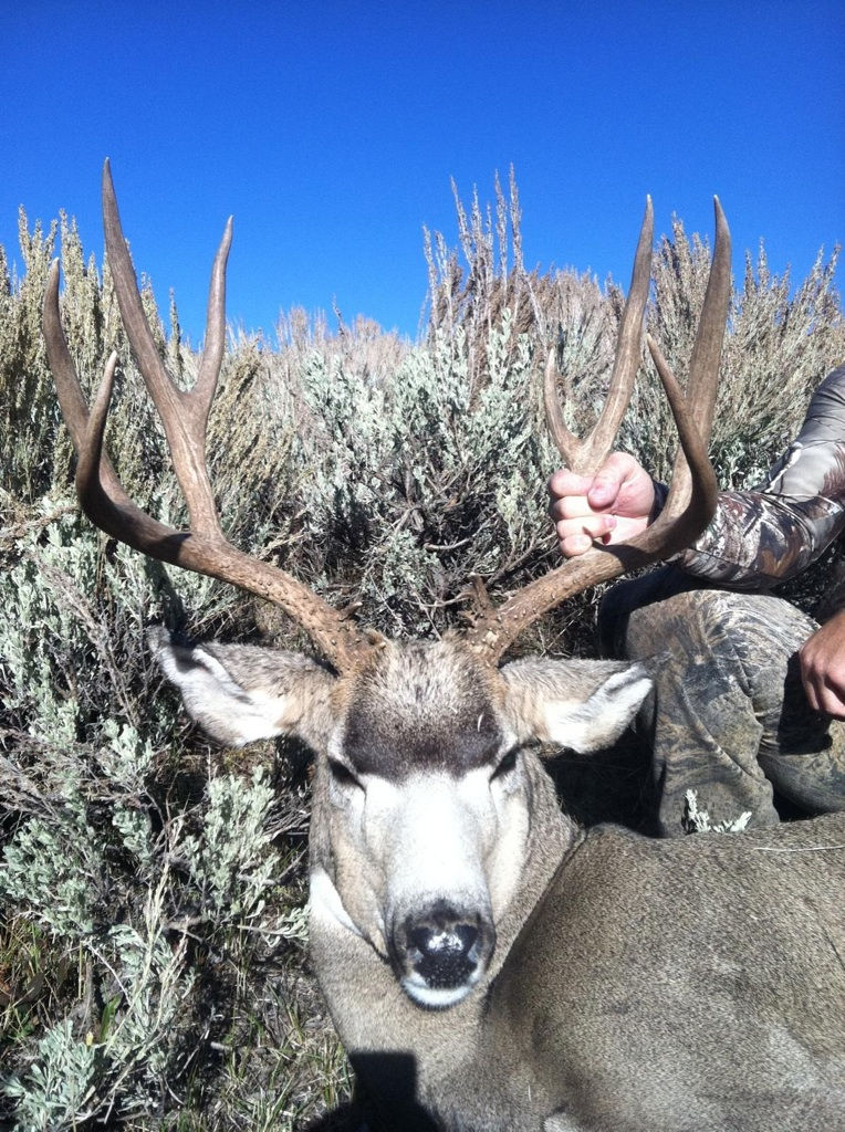 Mule Deer Landowner Tags High Sucess Hunts