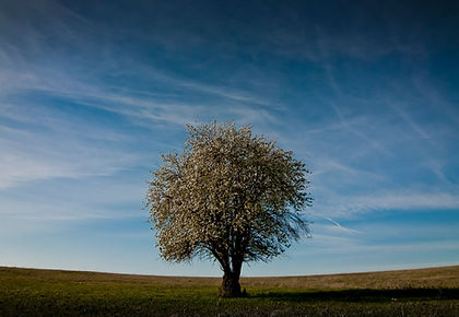 tree.jpeg