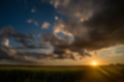 cornfieldwsun.jpeg