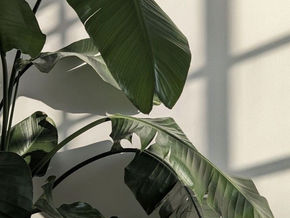 Sustentabilidade visual: ecodesign e arquitetura verde como estratégias de projeto