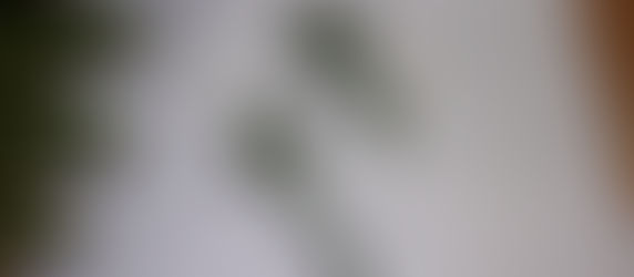 教会暦 受難節・復活節諸行事のお知らせ