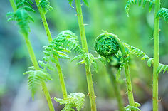 fiddlehead.jpg