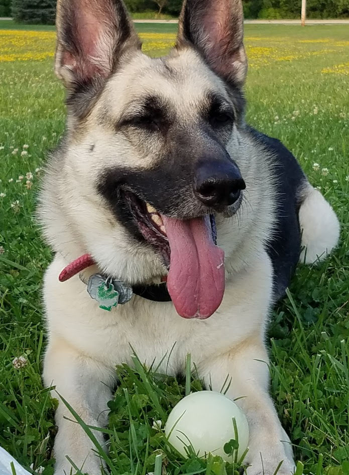Dog with ball