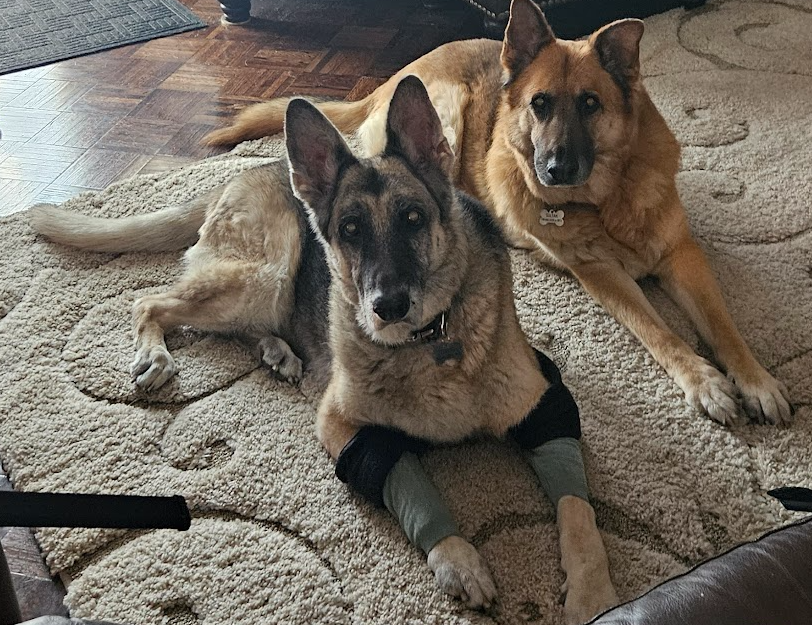 Lakota and Sultan in relaxed mode