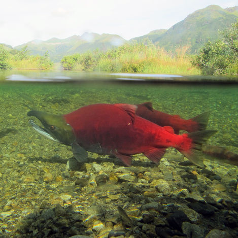 Image of salmon under water