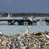 South Australia reports surge in bird flu cases