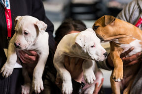 25,000+ Pet Lovers Expected at Melbourne Cat and Dog Festivals