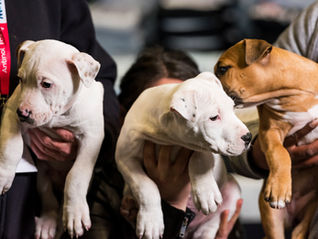 25,000+ Pet Lovers Expected at Melbourne Cat and Dog Festivals