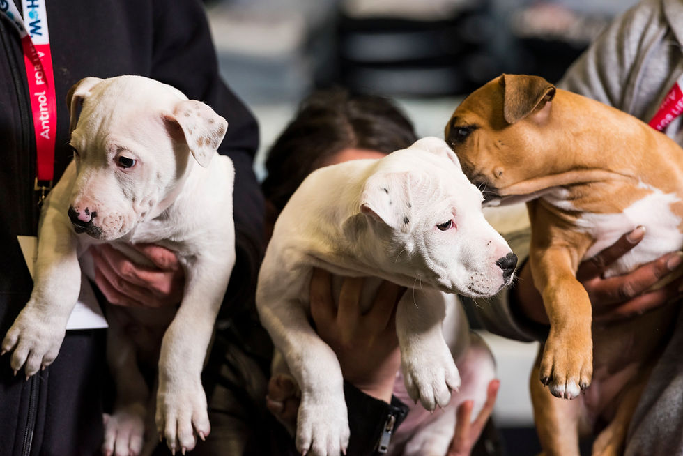 AusNewsLanka - News for Australians - 25,000+ Pet Lovers Expected at Melbourne Cat and Dog Festivals