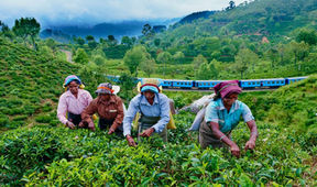 Ceylon Tea Village: තේ අපනයනය ප්රවර්ධන වැඩසටහන ඇරඹේ...