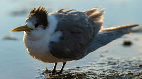 Second H5 bird flu case detected in Tasmania