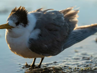 Second H5 bird flu case detected in Tasmania