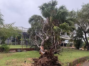 Too late to evacuate as Cyclone Mitchell threatens lives