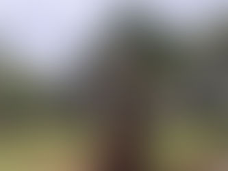 Too late to evacuate as Cyclone Mitchell threatens lives