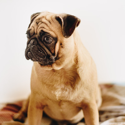 Flea Treatments Coffs Harbour