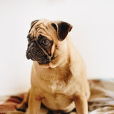 Pug