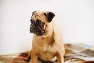 Is your pet scooting?