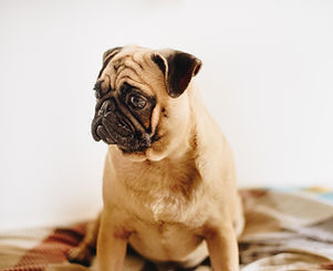 Pug