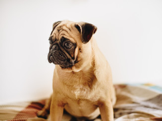 Pug