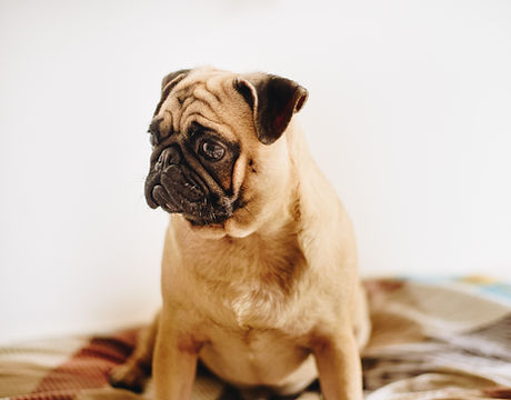 Pug