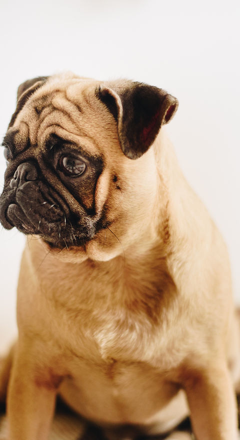 Pug