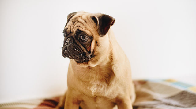 Pet Ground Transport Pets with Passports