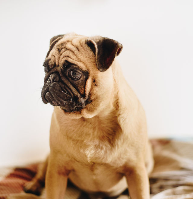 Pampered pooch hotel shop