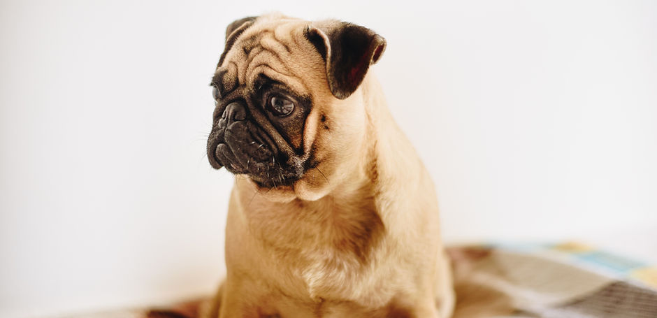 Pug