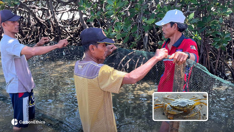 Our mangrove farmers are farming mangrove crabs.