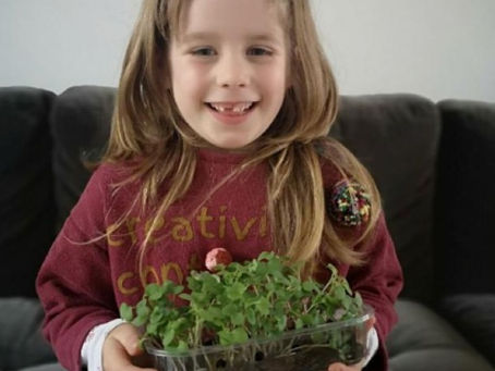 TRADE YOUR PLASTIC SHAMROCKS FOR REAL ONES!!