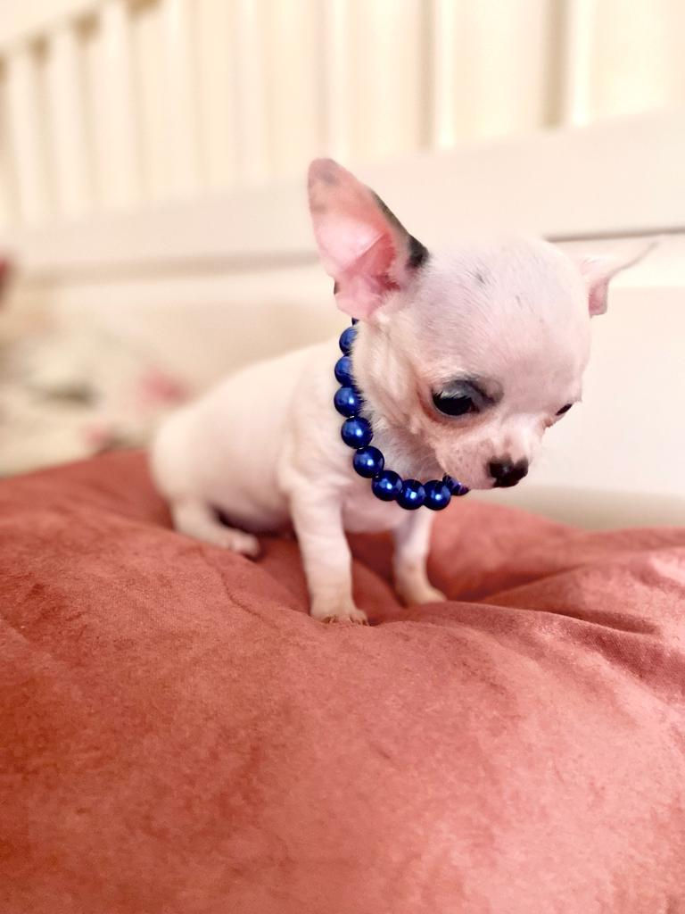 Miniatura: Chihuahua  - Macho