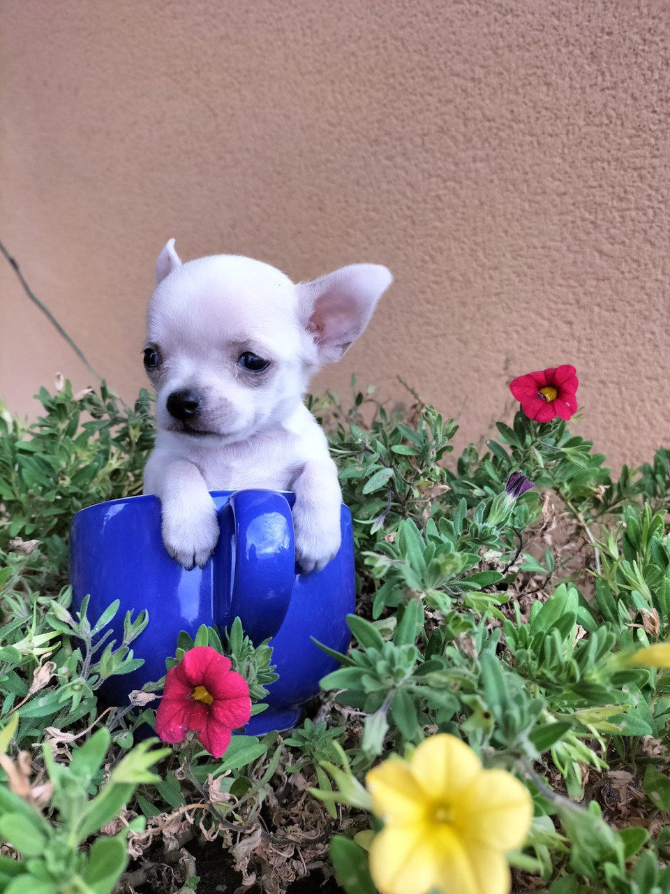 Miniatura: Chihuahua  - Hembra