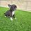 Thumbnail: Chihuahua  - Macho
