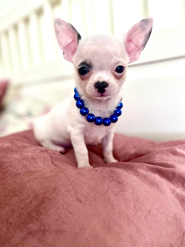 Chihuahua  - Macho